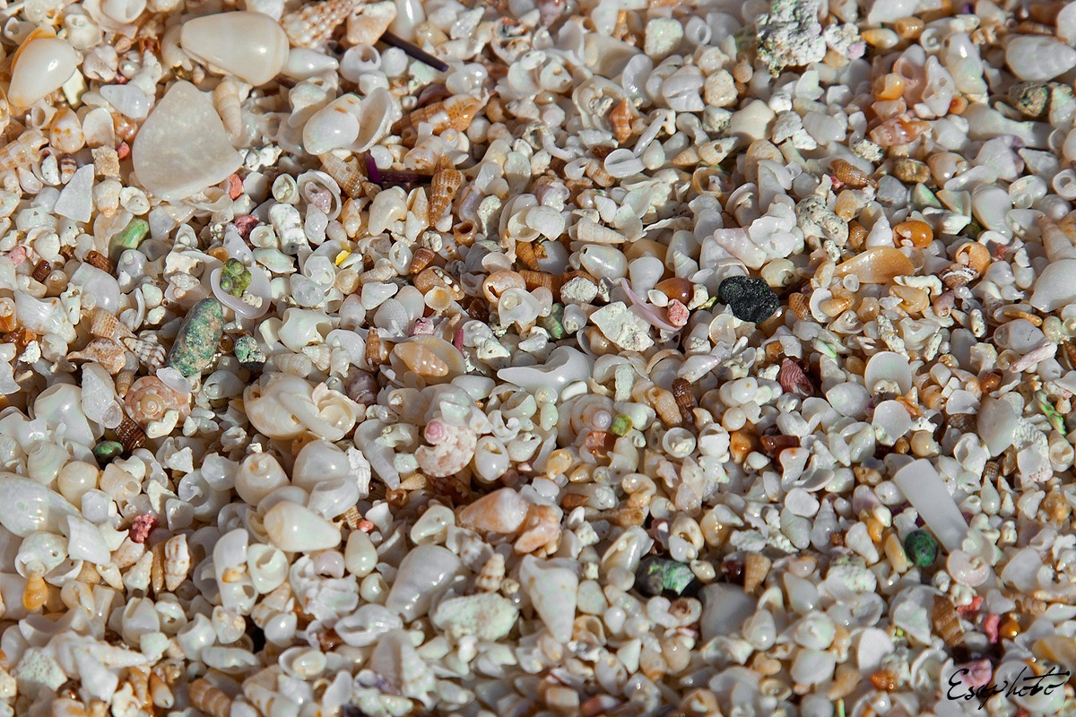 Shells shells and still shells - Chrissi Island