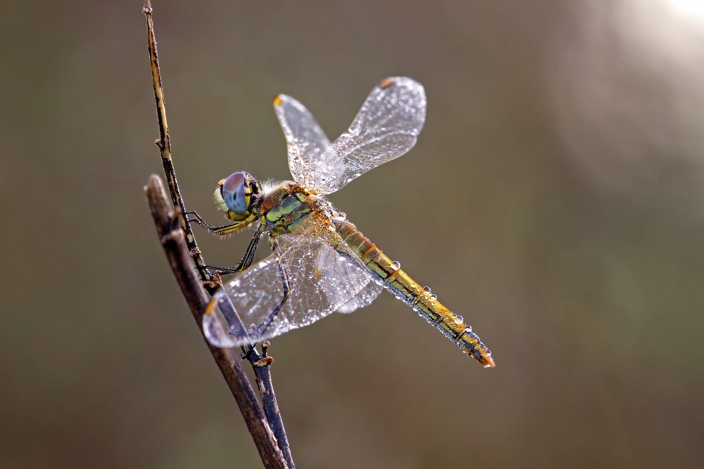 Dragonfly