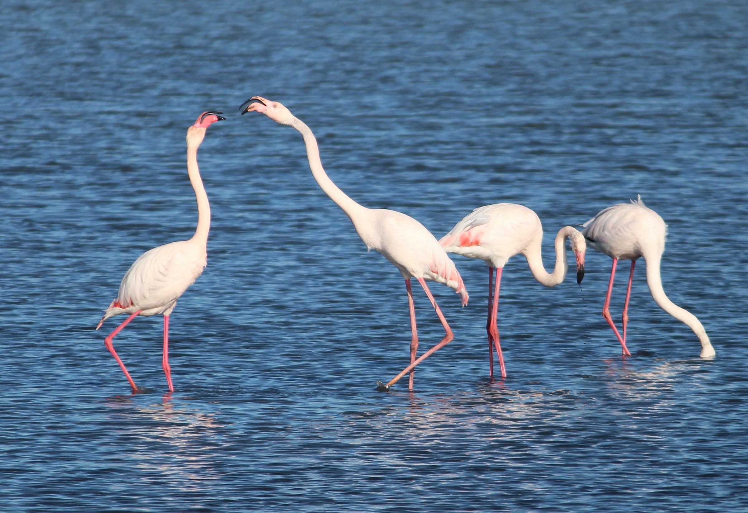 Lasciami stare mentre mangio