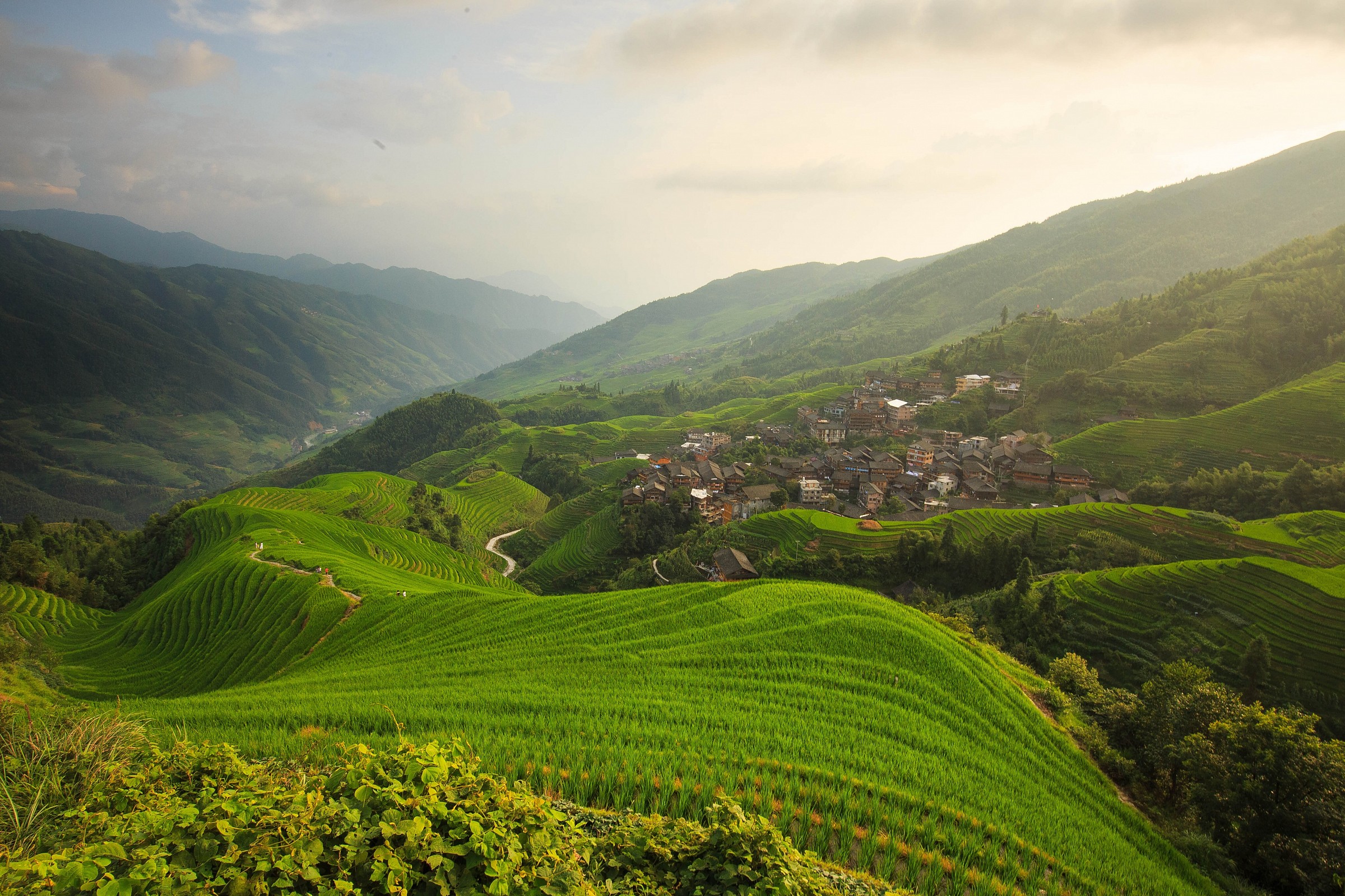 The rice fields in summer 2