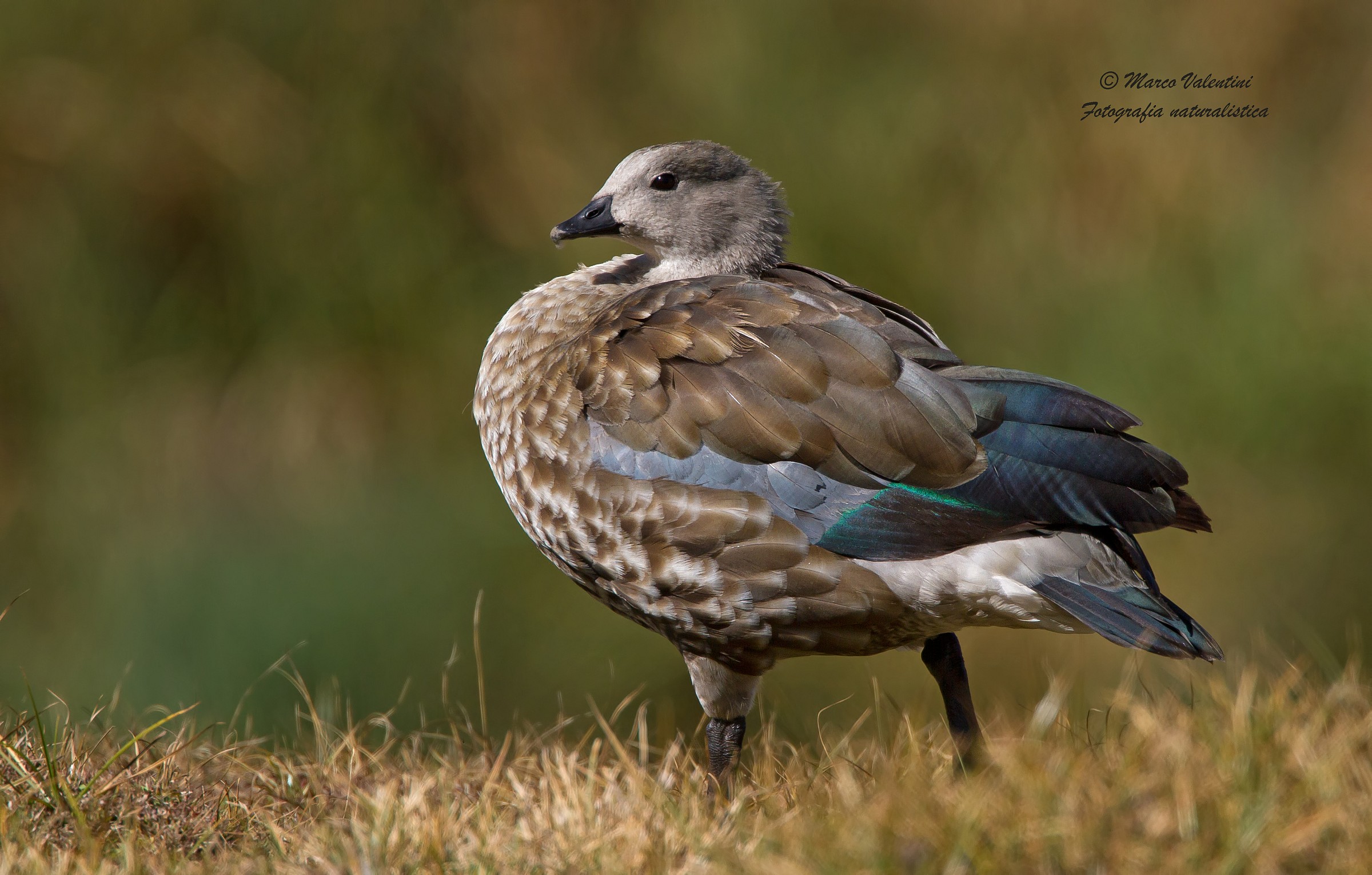 The plumage of blue wings