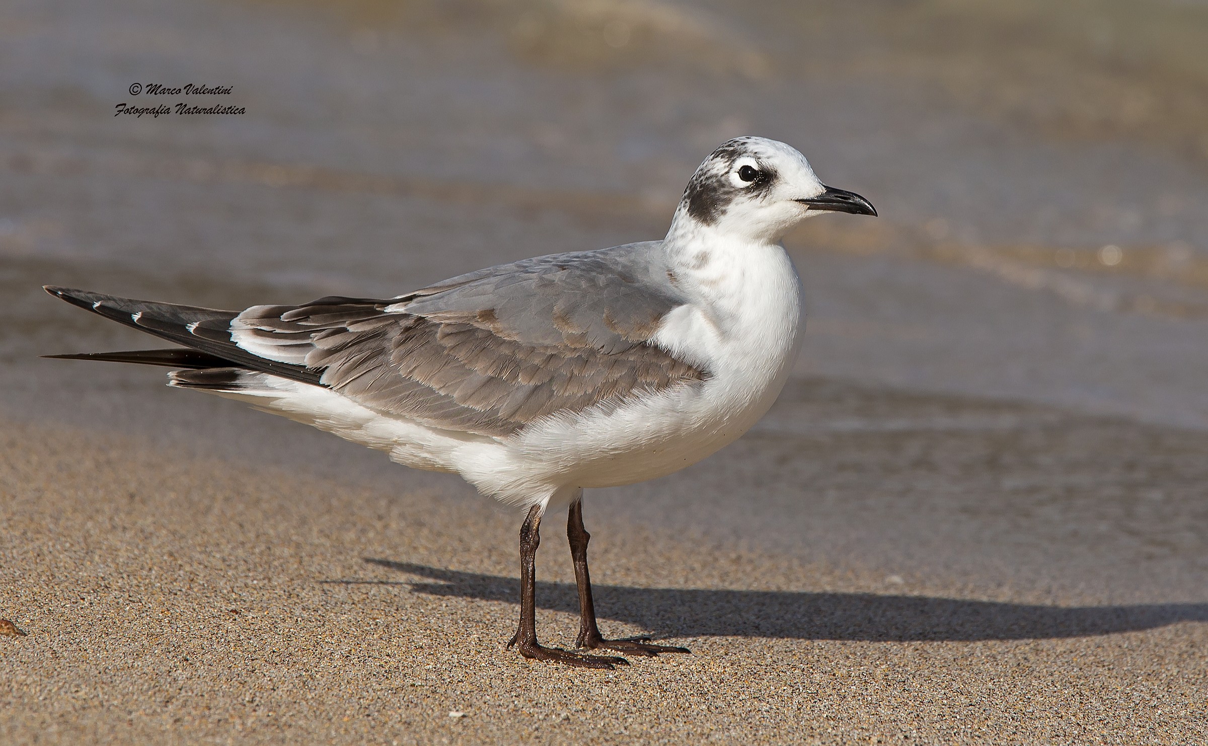 Gabbiano di Franklin