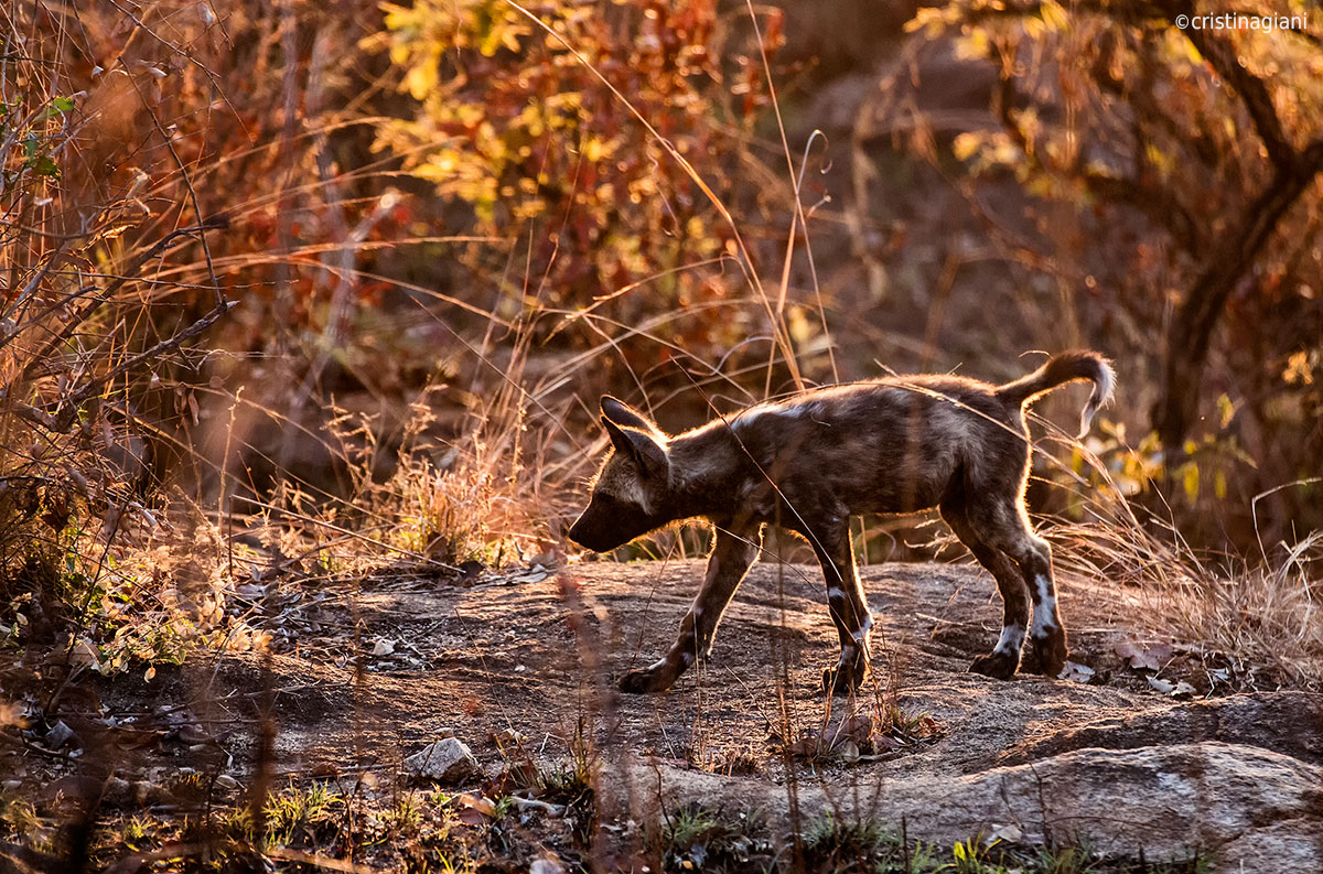Young Wild Dog