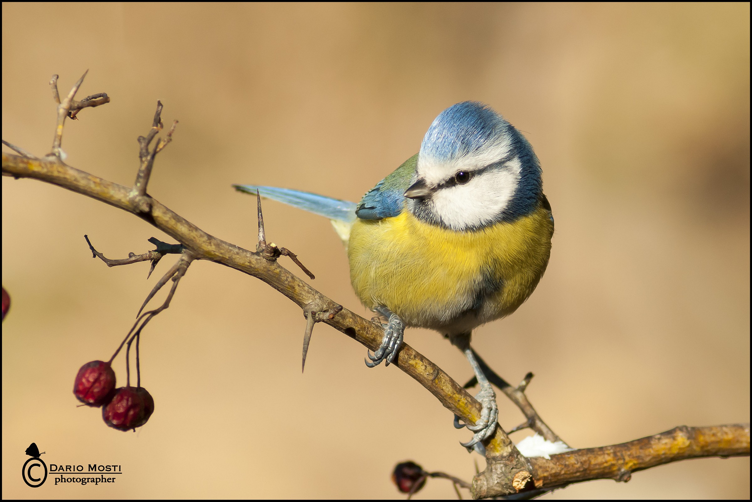 Before Tit with d300