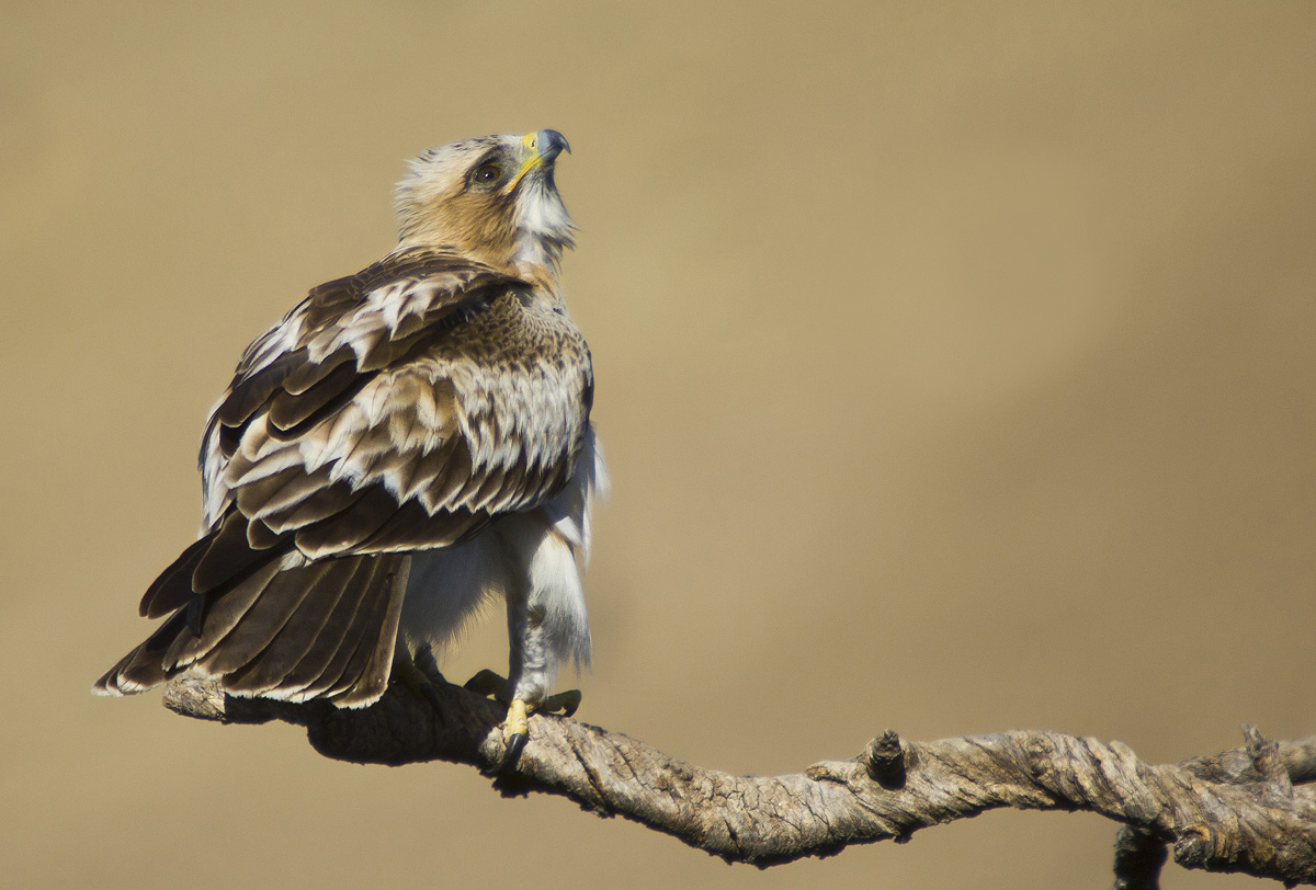 Booted Eagle IV