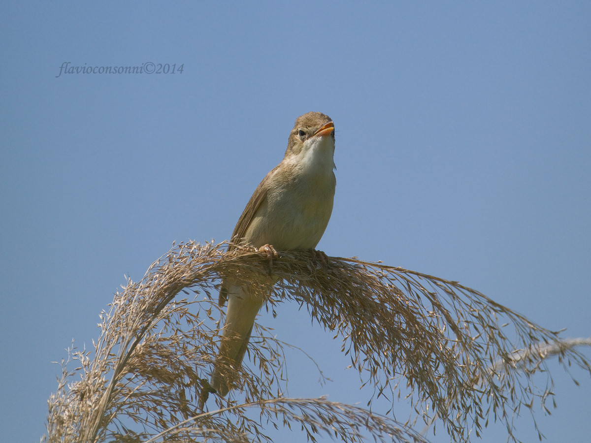 reed warbler singing