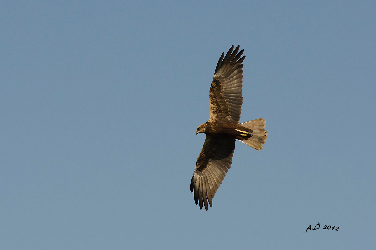 Marsh harrier
