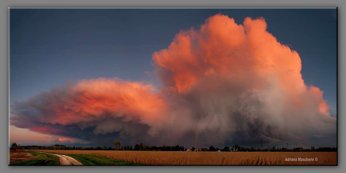 Cellula temporalesca