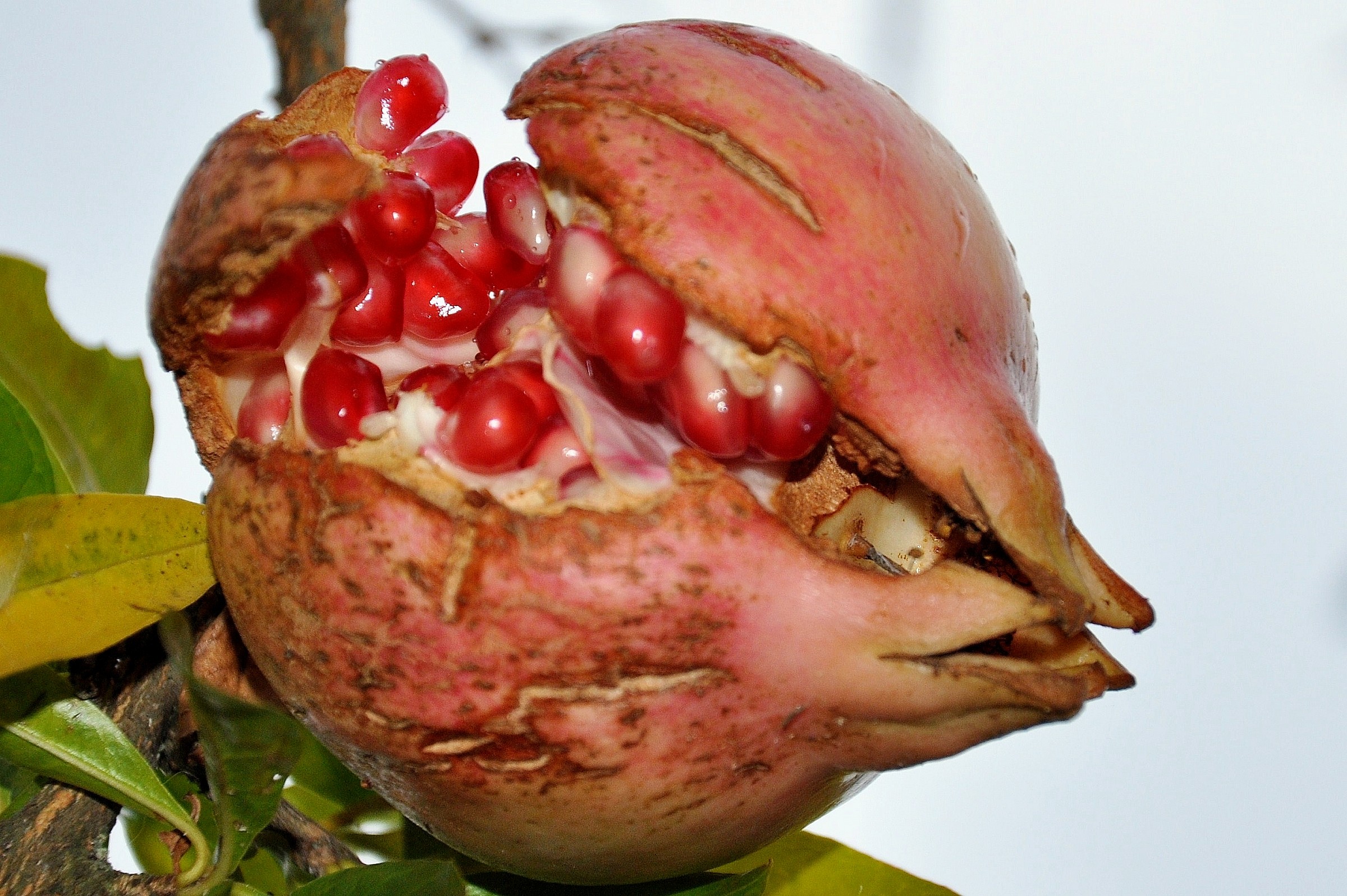 Pomegranate