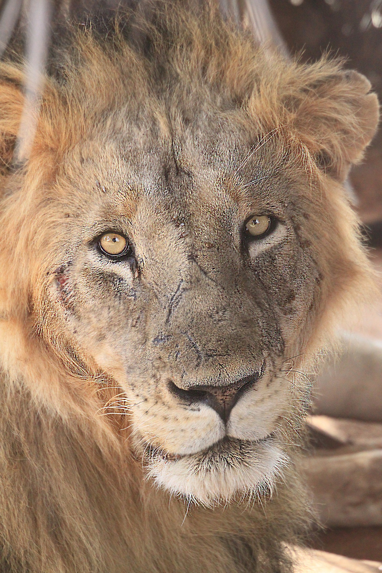 quante battaglie . .