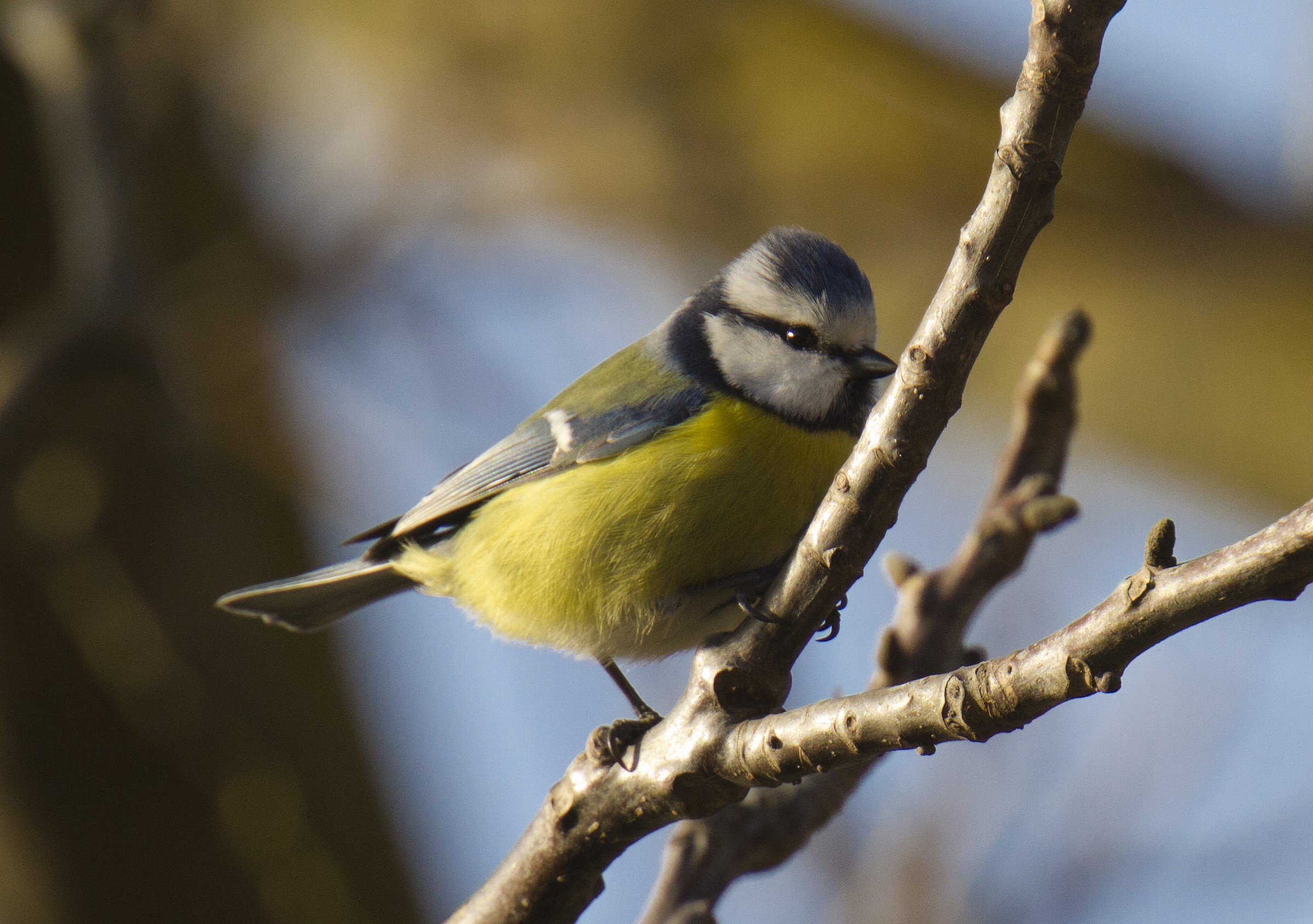 Blue Tit, Langa