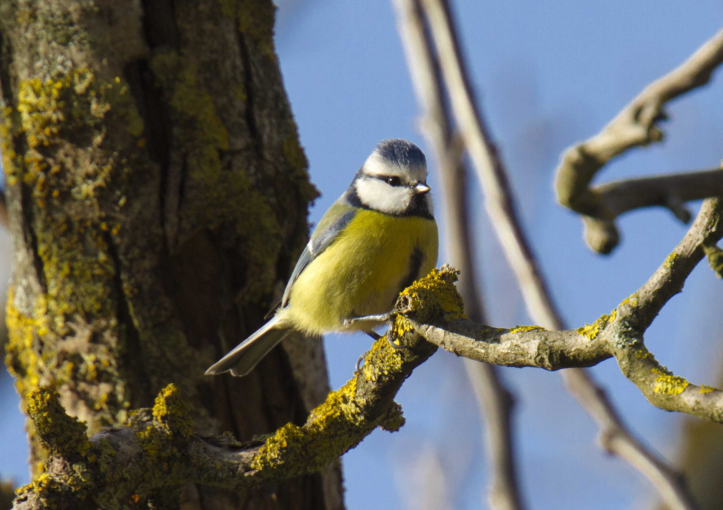 Blue Tit, Langa