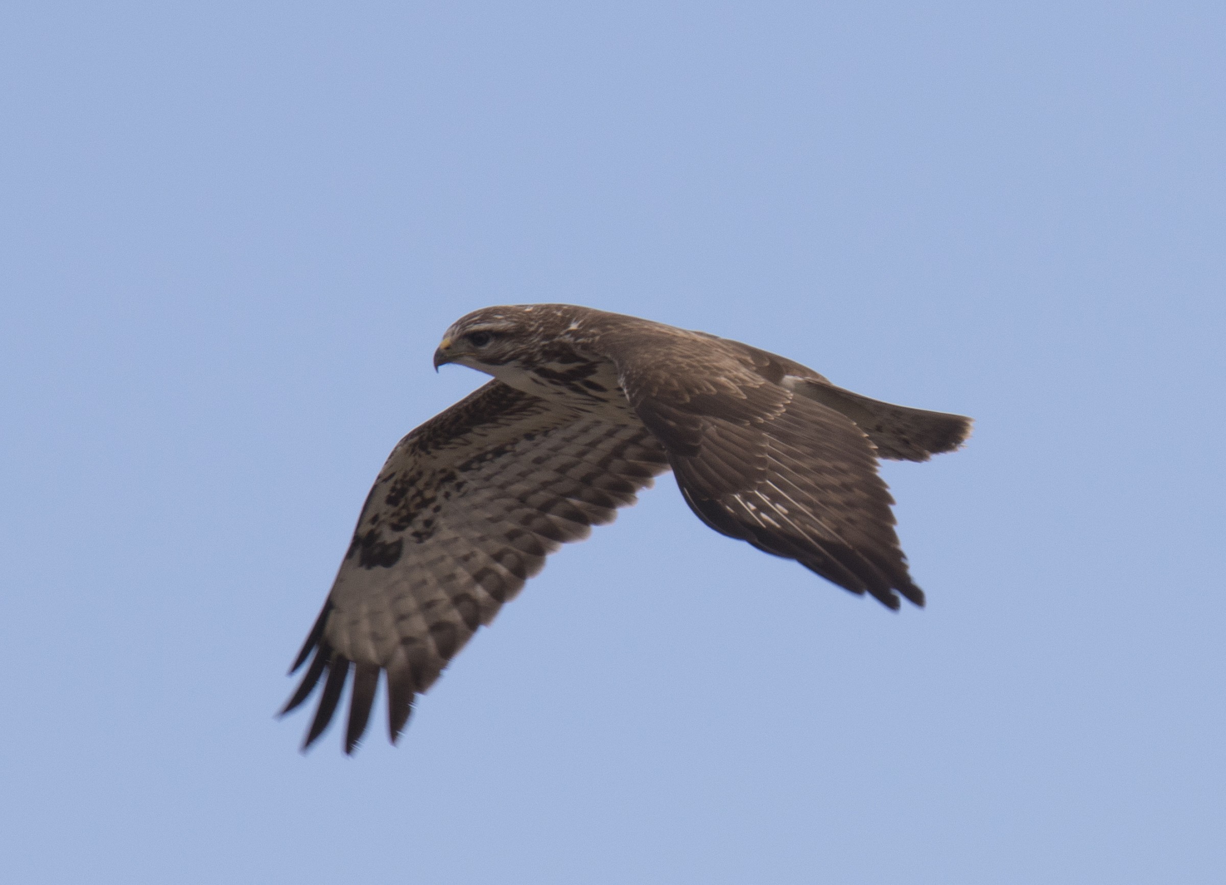 Buzzard, Langa