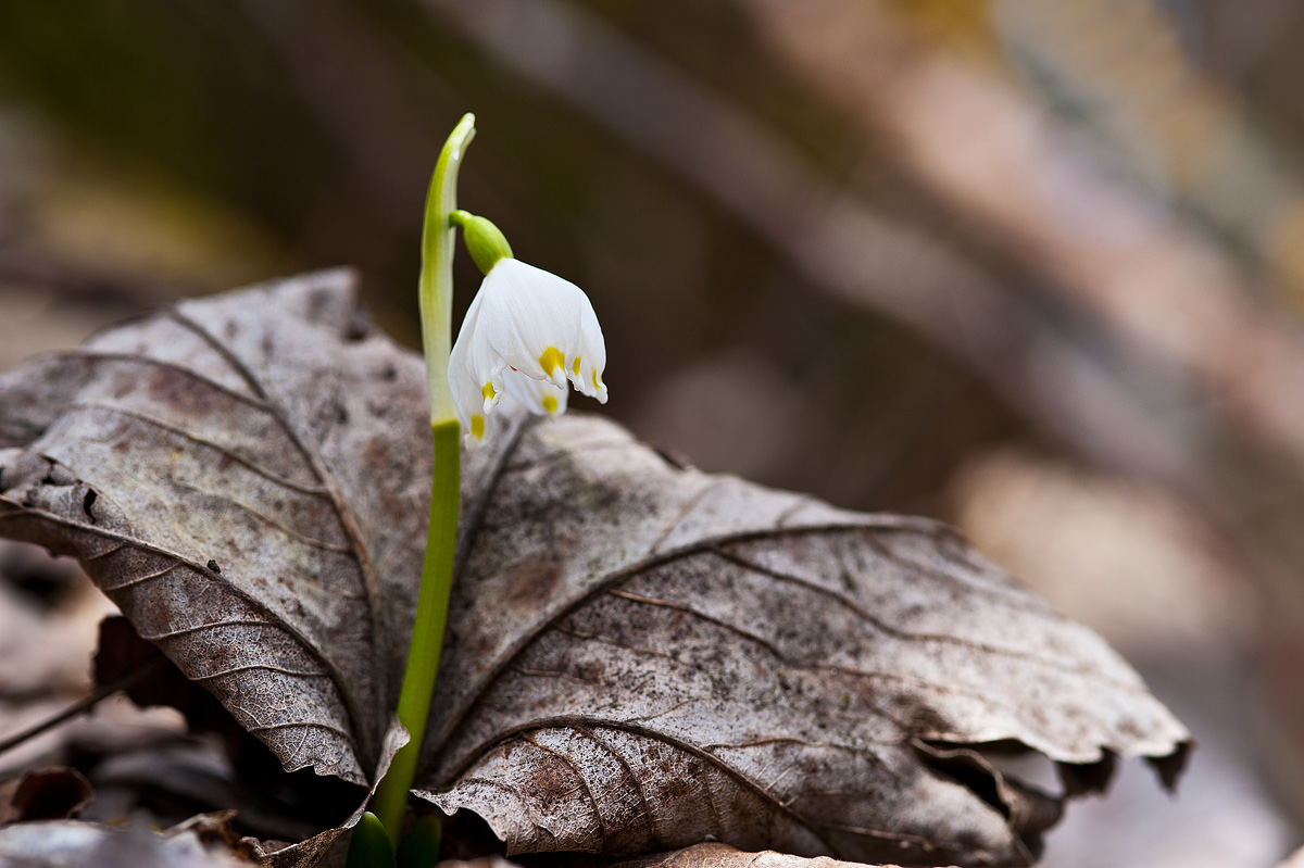 Campanellino con culla