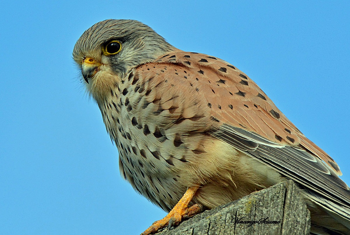 Portrait of kestrels