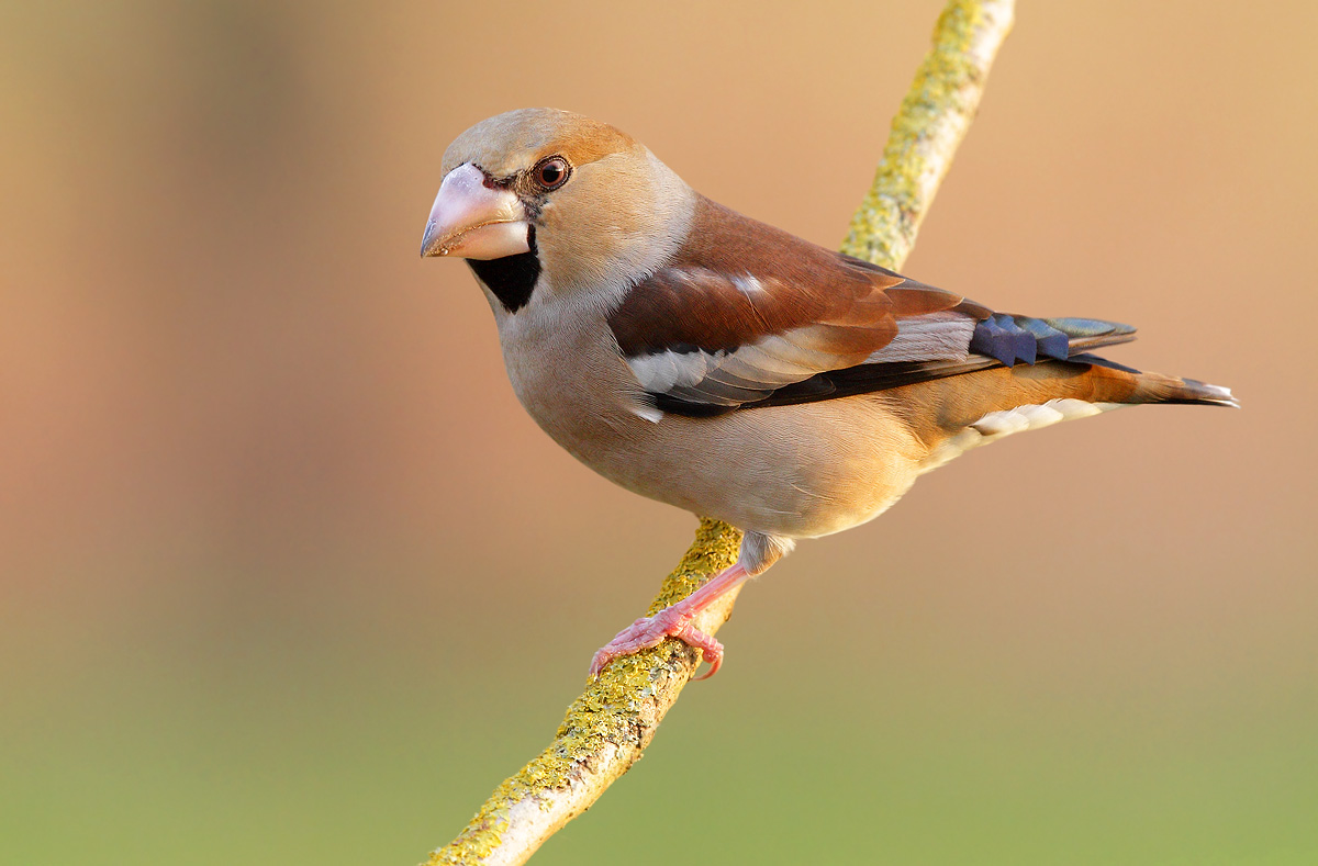 Hawfinch