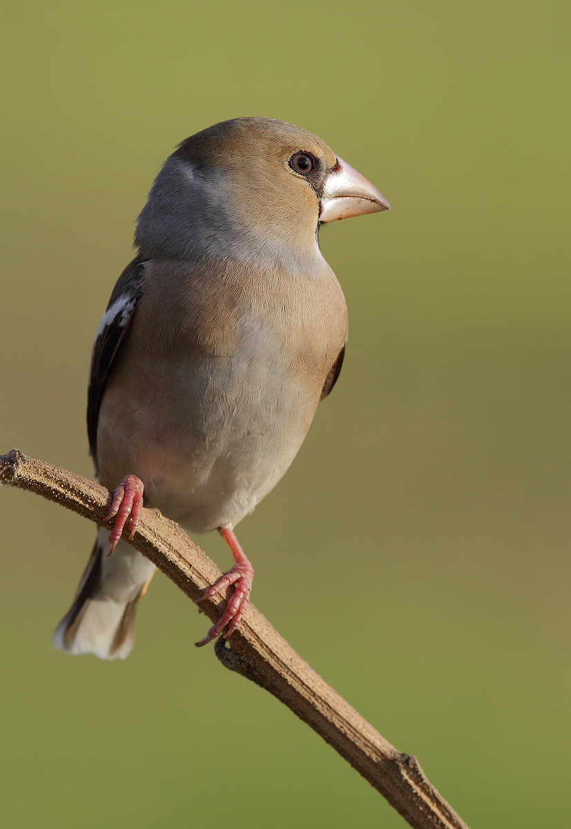 Hawfinch