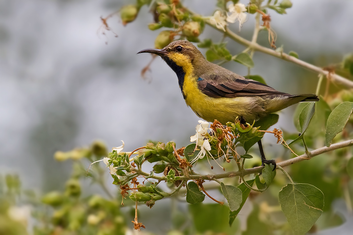 purple sunbird male eclipse