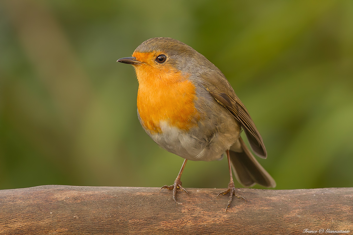 Robin in the garden.