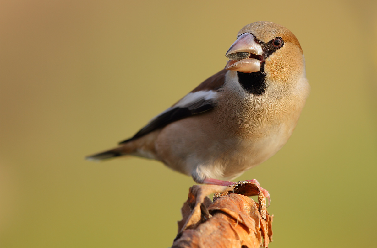 Hawfinch