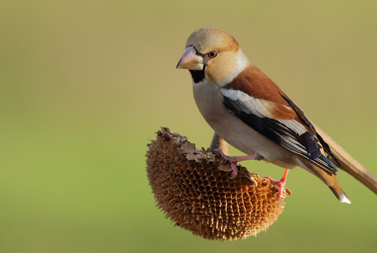 Hawfinch