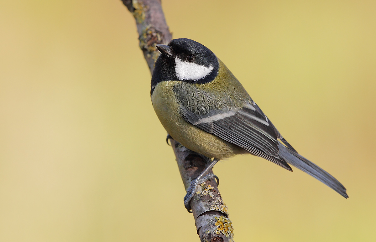 great tit