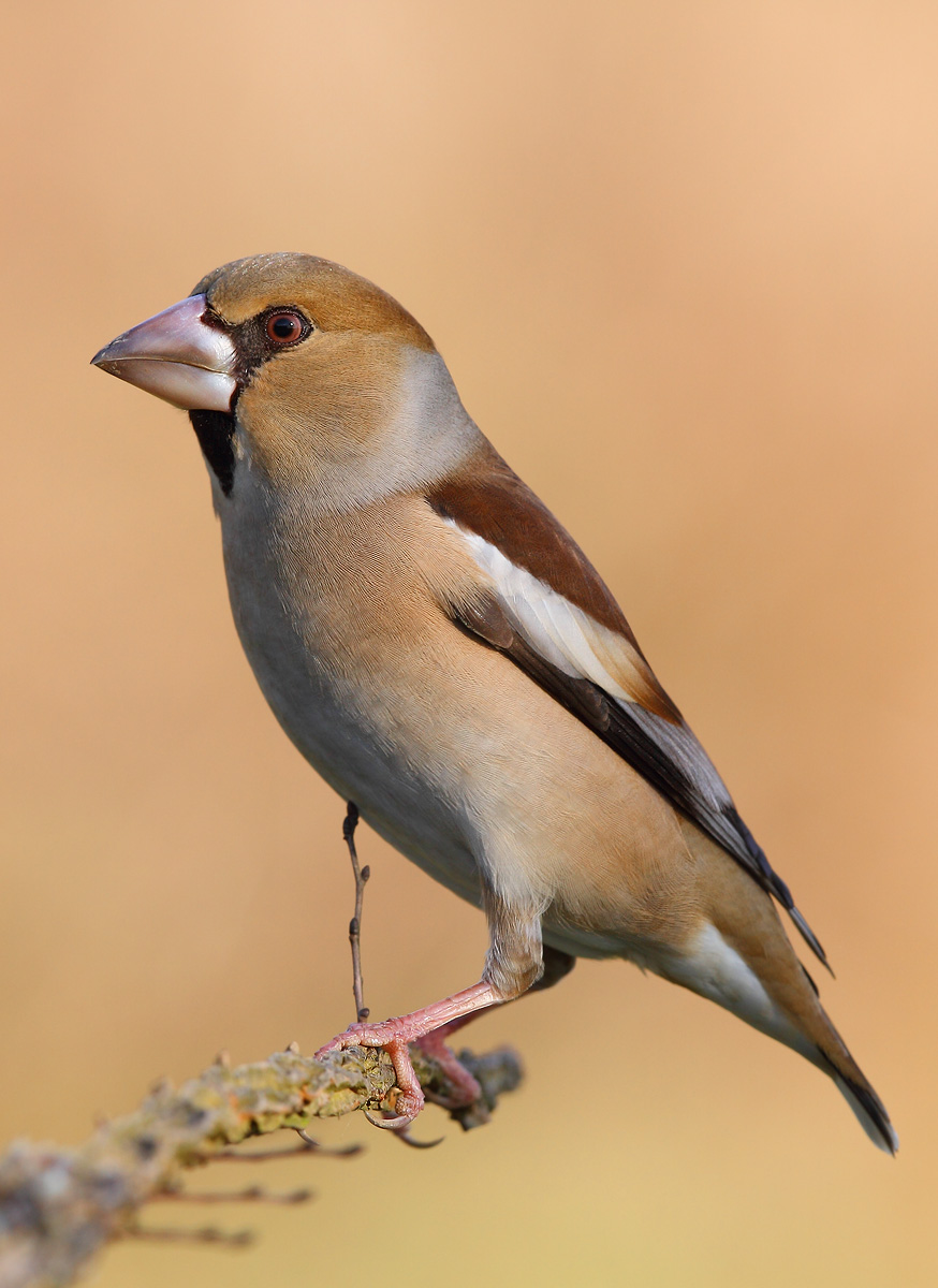 Hawfinch