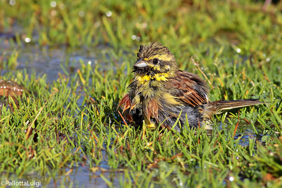Black bunting (Emberiza cirlus)