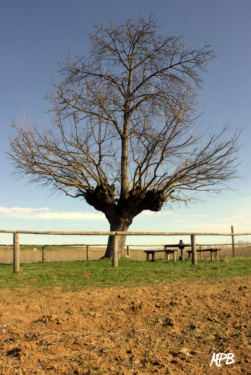 Bi-tree (Cherry on Mulberry)