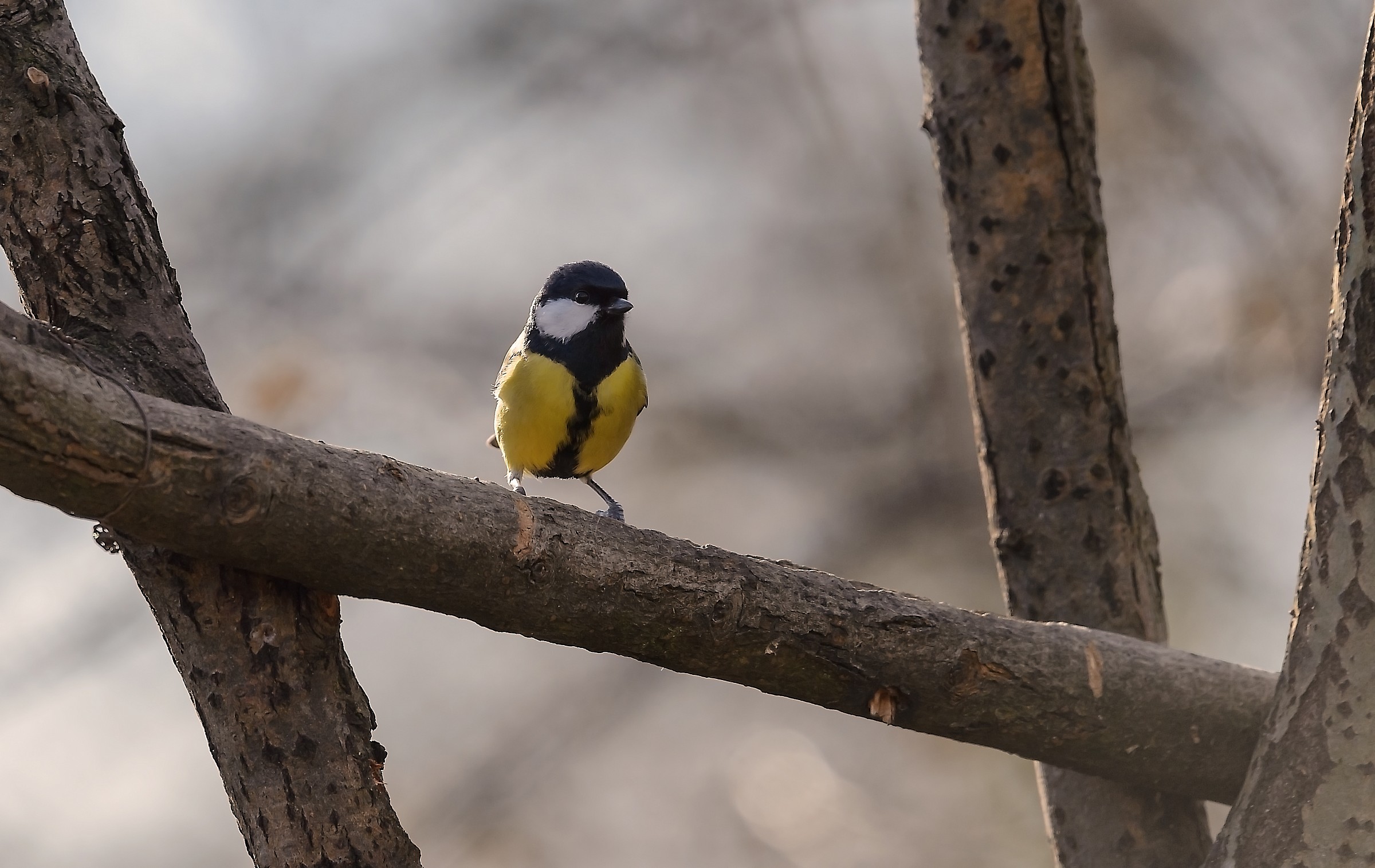 Great Tit