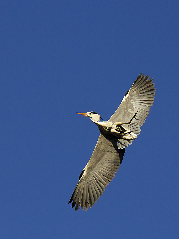 Airone- Parco ripopolamento faunisctico Lardirago