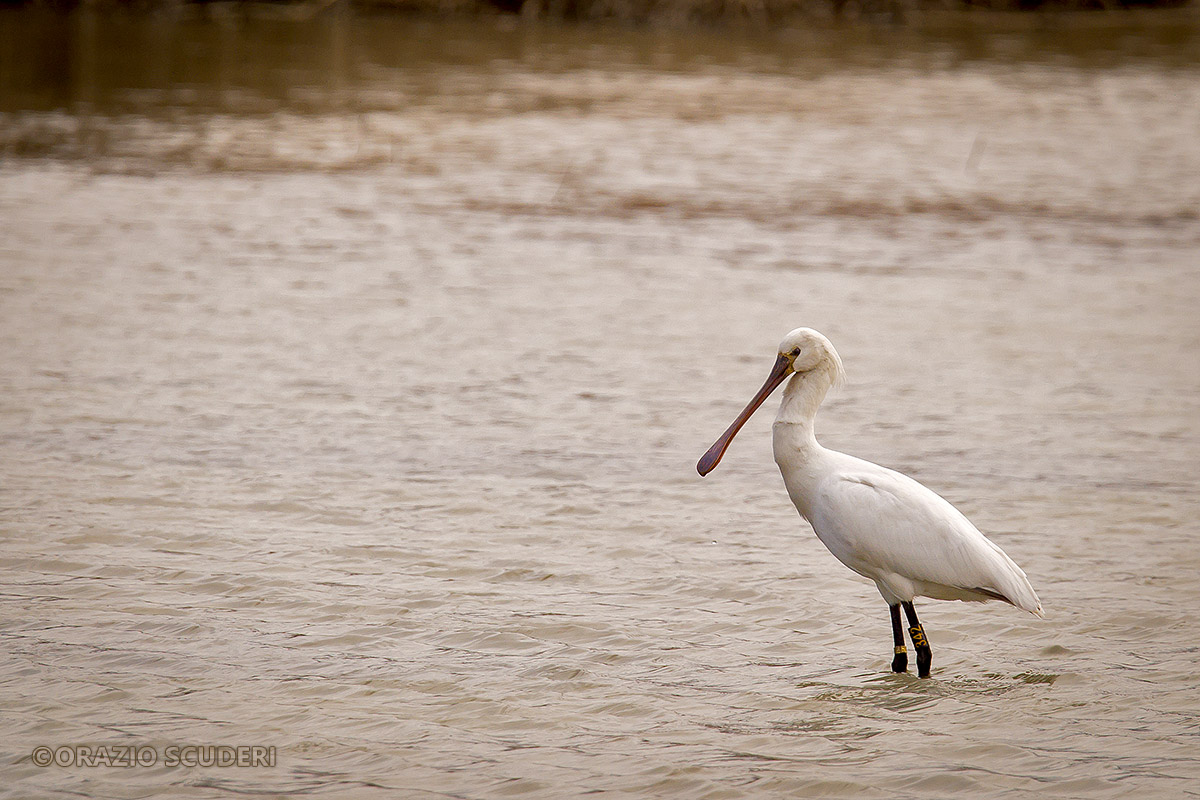 Platalea leucorodia