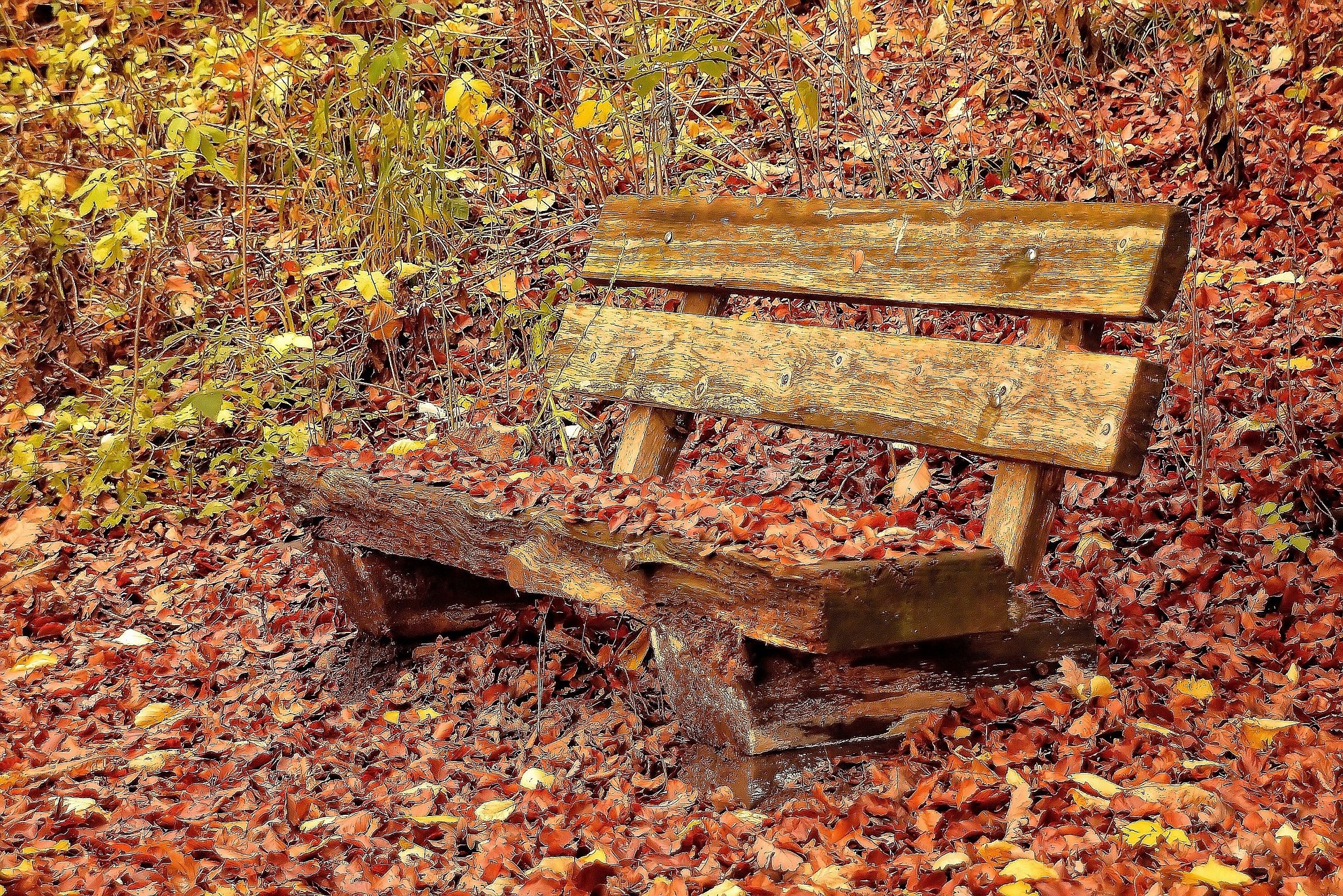 Bench in wood