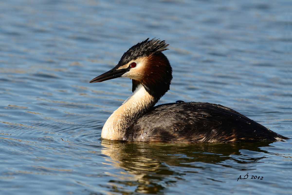 Great Crested Grebe