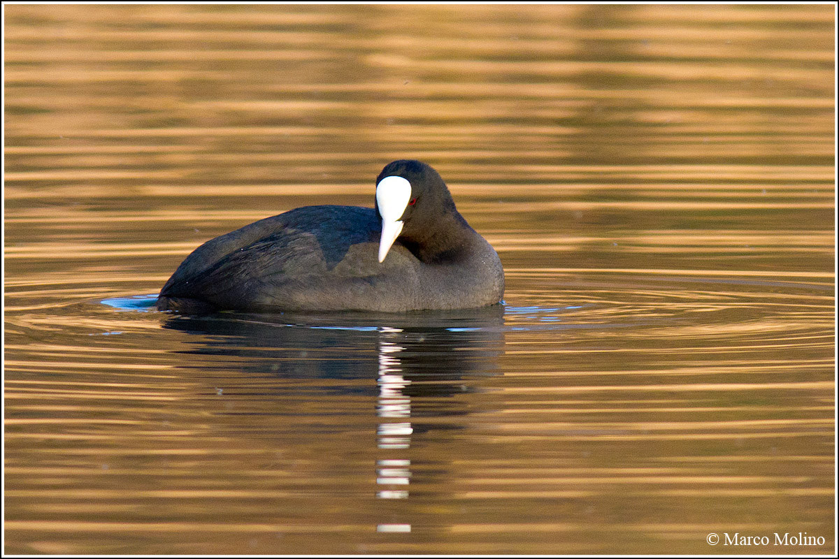 Fulica atra - Coot