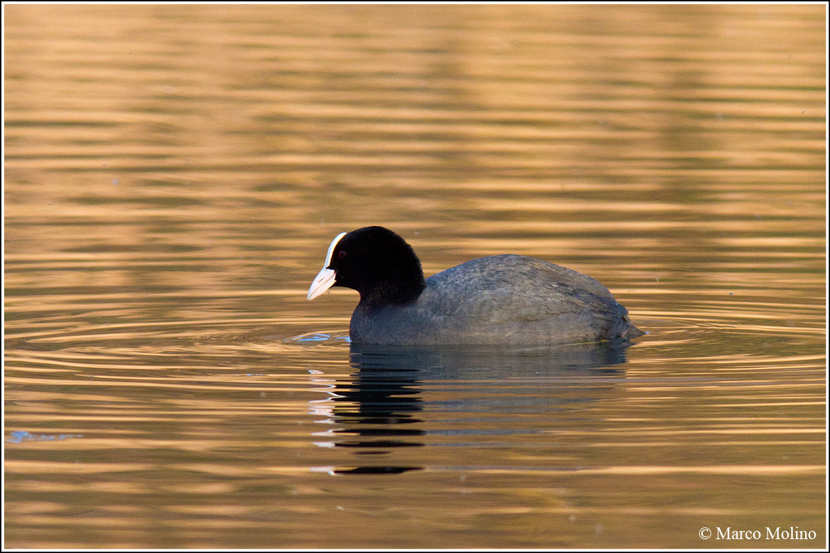Fulica atra - Coot