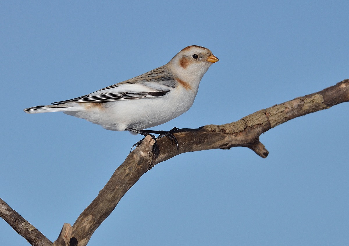 My First Snow Bunting