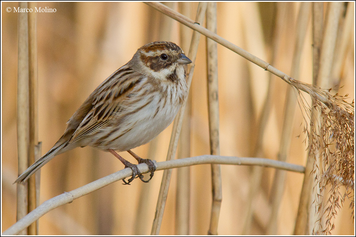 Emberiza schoeniclus - Reed Bunting