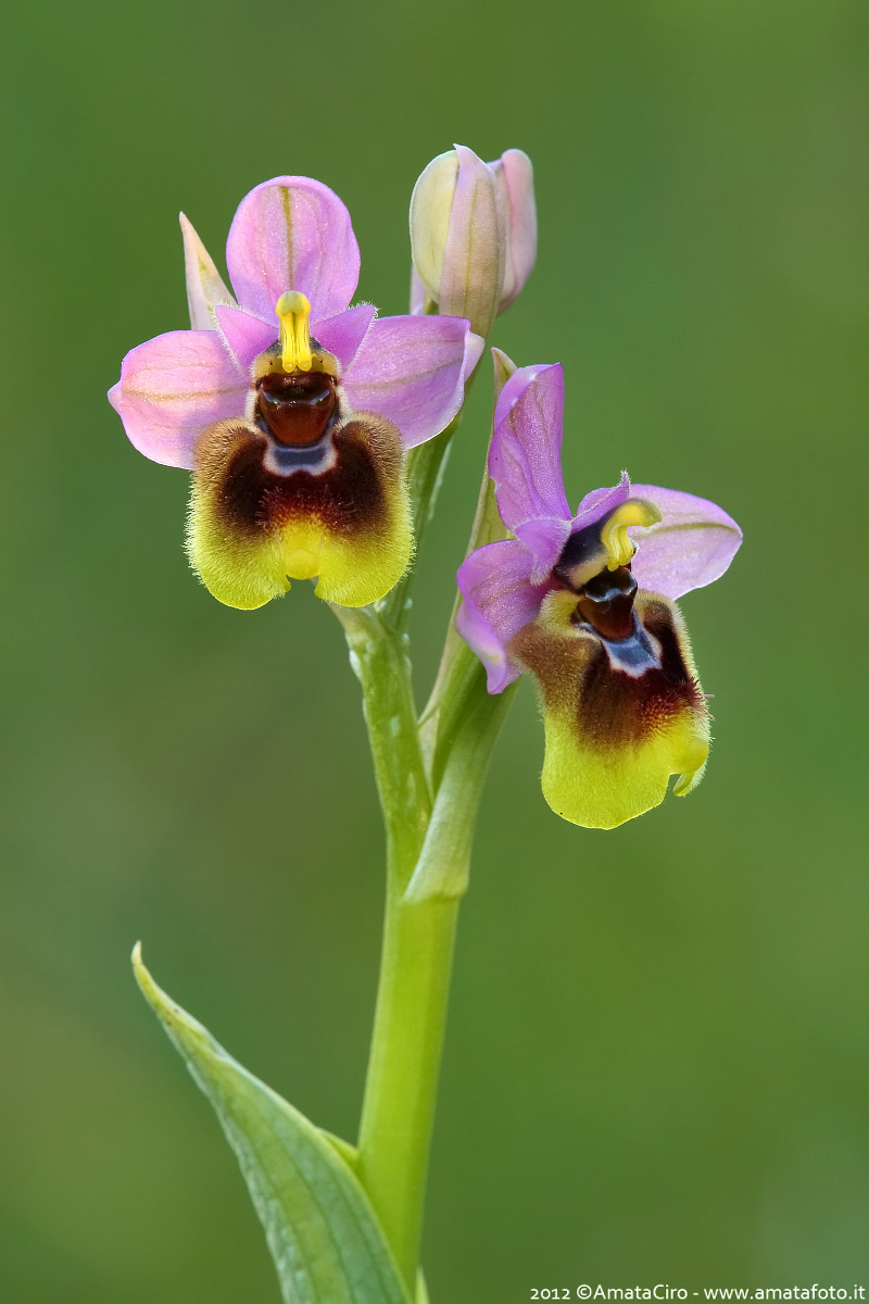 Ophrys tenthredinifera grandiflora