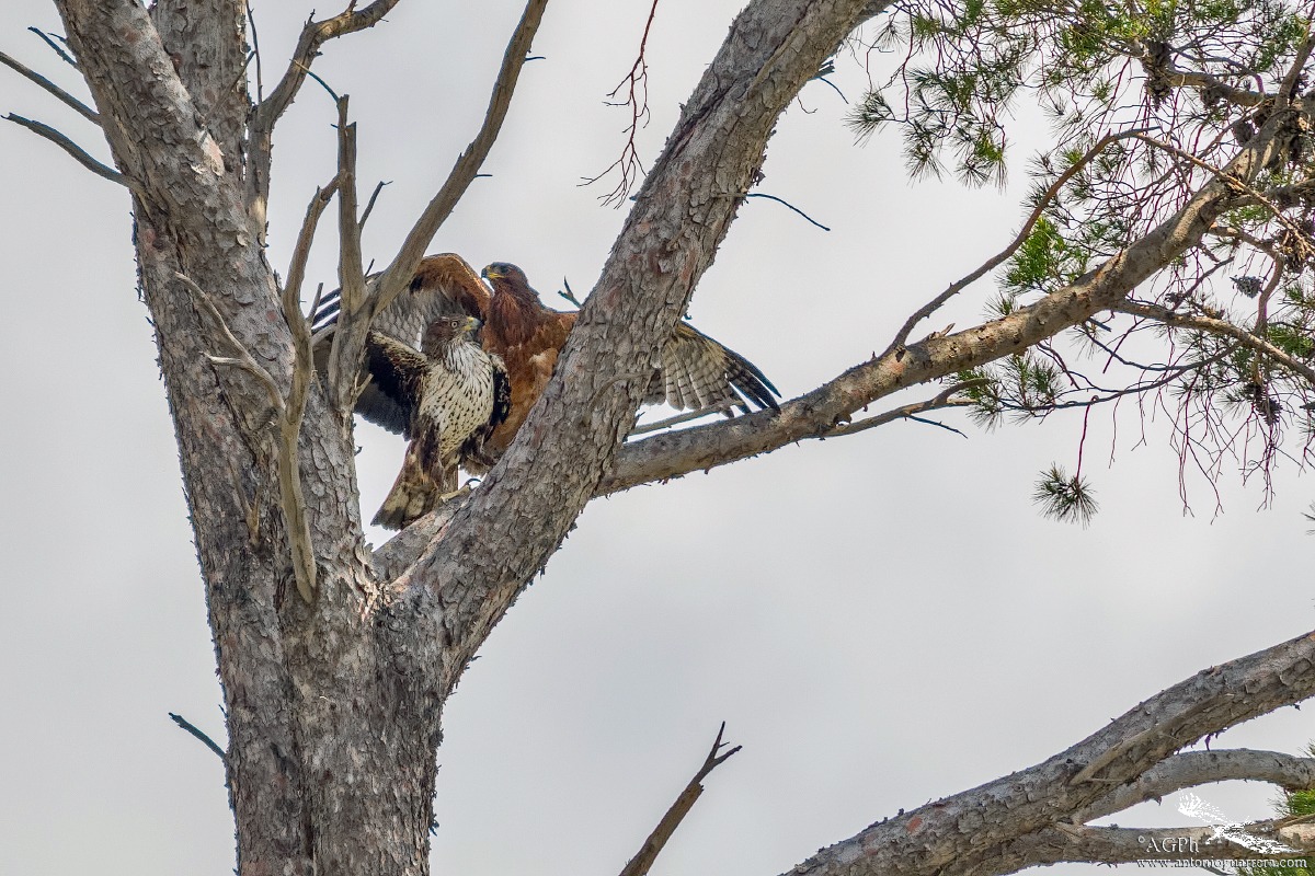 The hug !!! (Bonelli's eagle)
