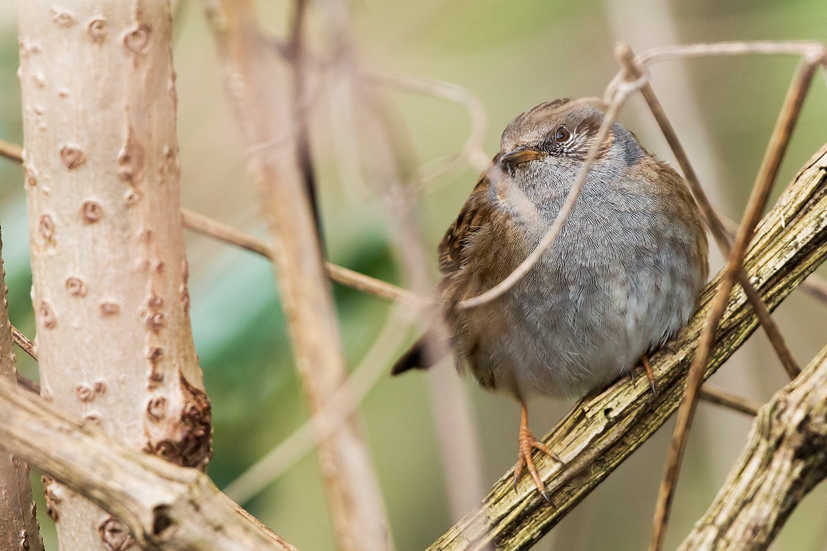 Passera scopaiola infrattata