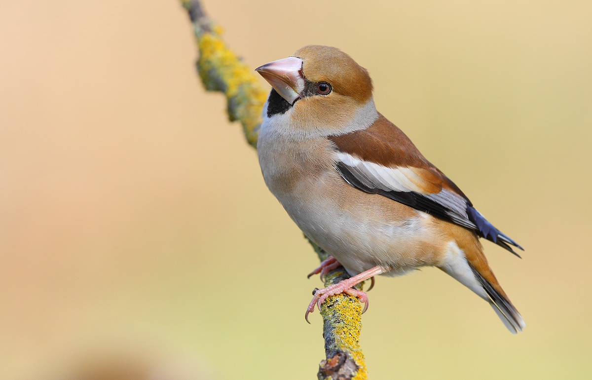 Hawfinch
