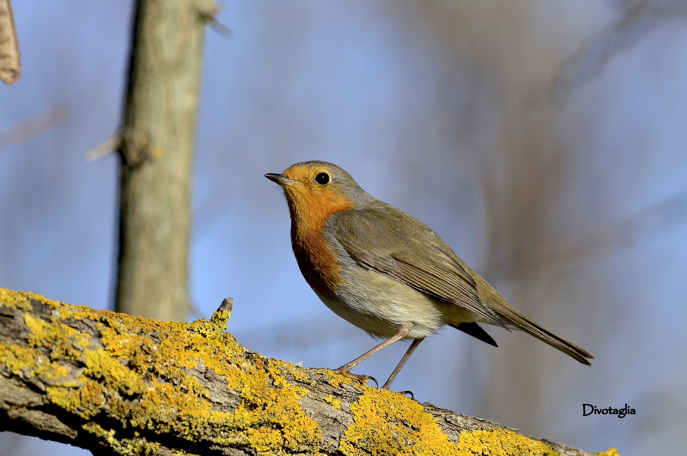 Robin (Erithacus rubecula)