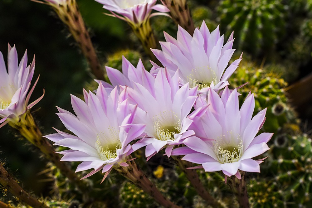Fiori di castacee...