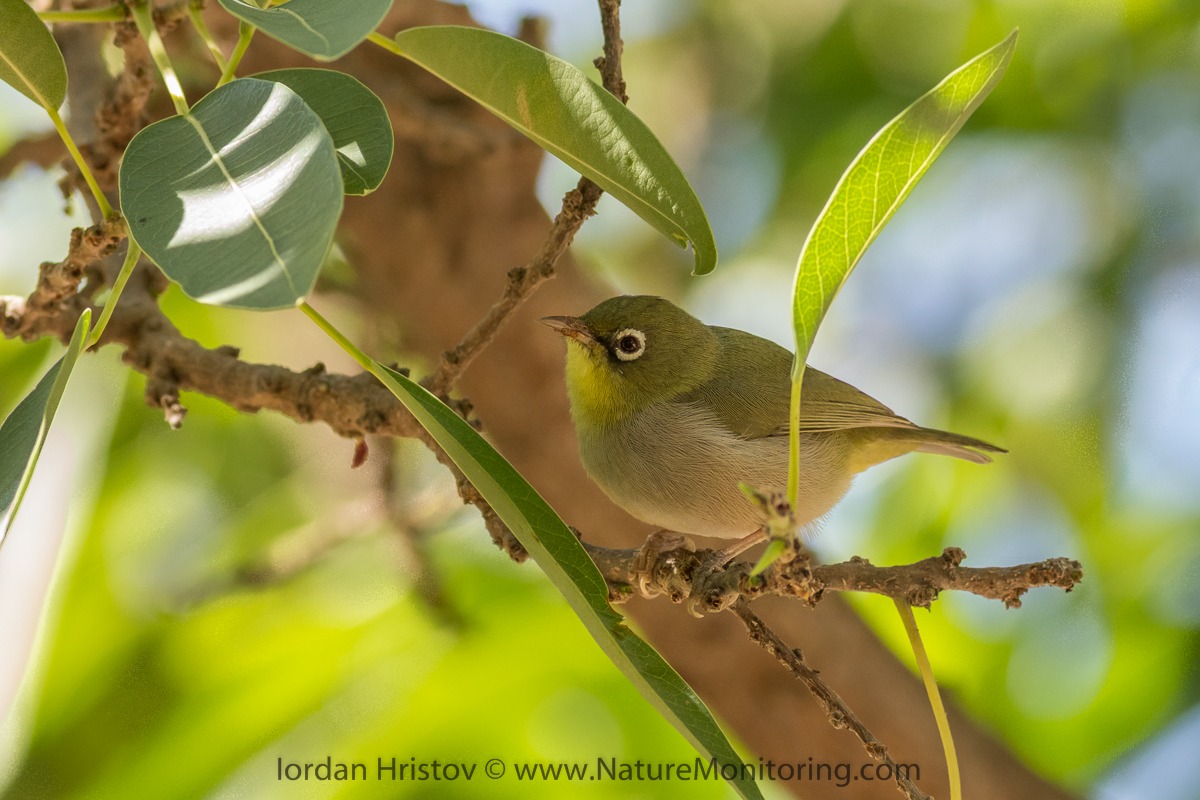 White-breasted White-eye