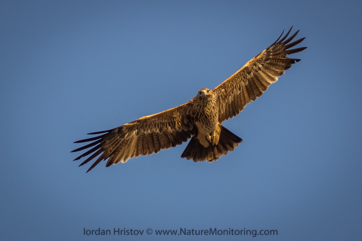 Eastern Imperial Eagle