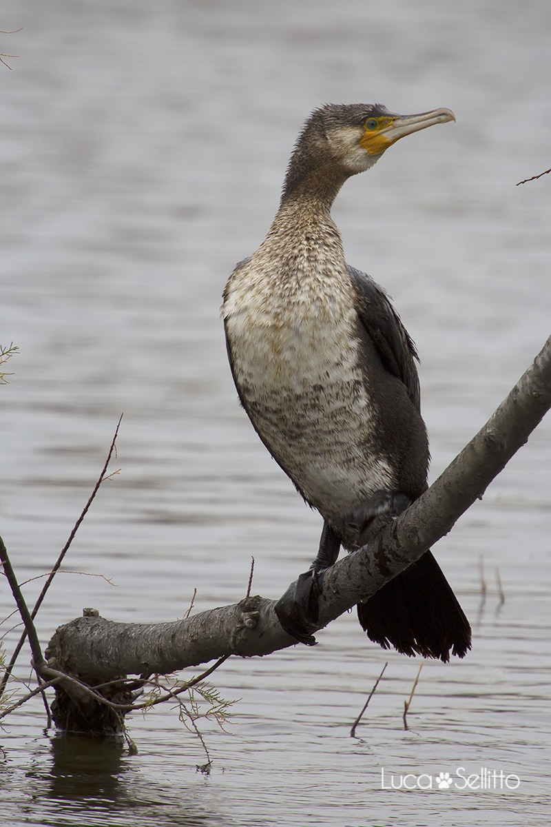 Cormorant