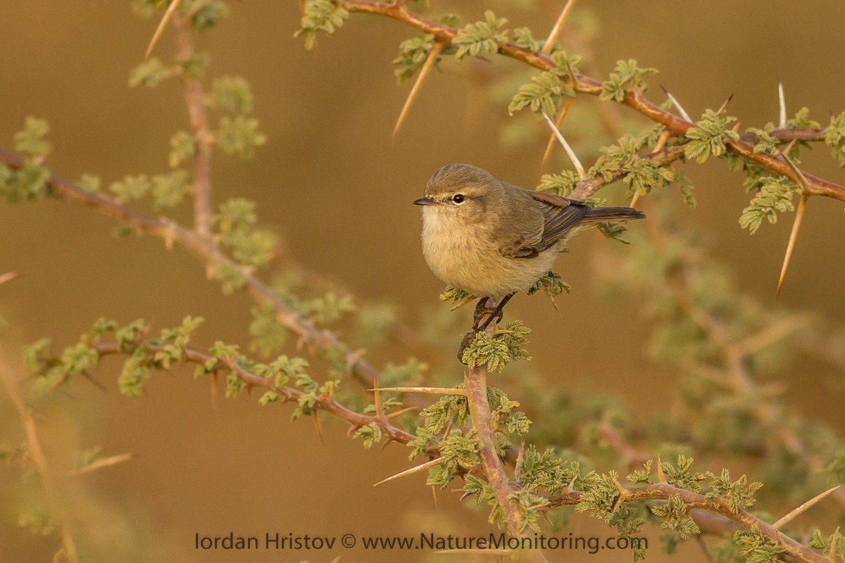 Plain leaf Warbler