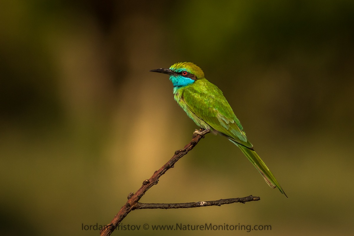 Little green Bee-eater