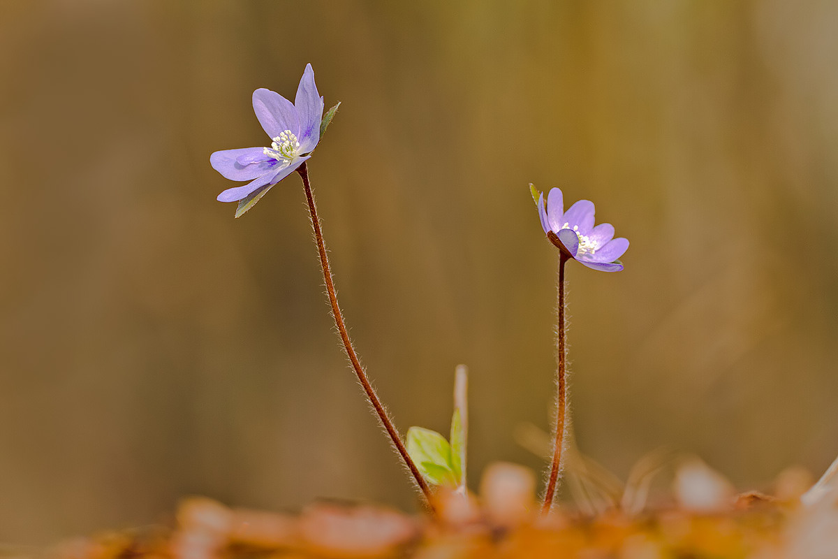 Hepatica nobilis